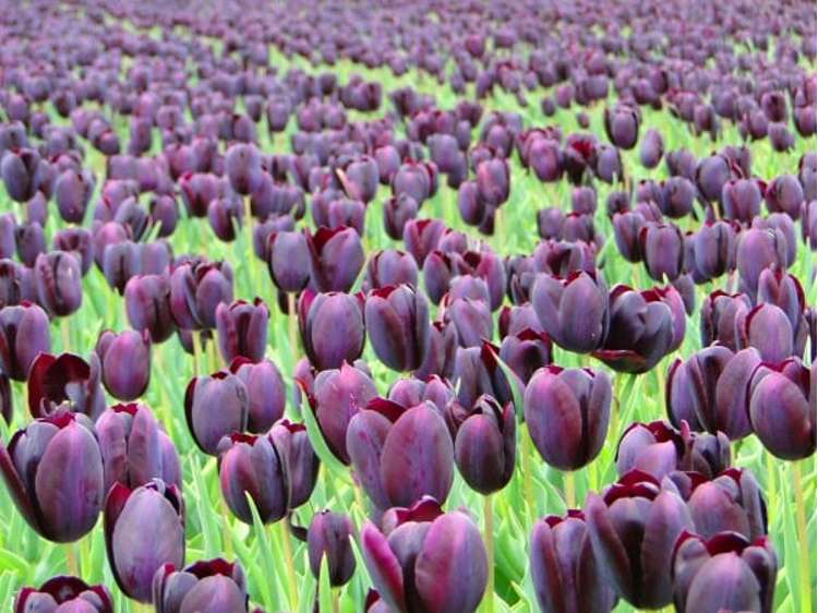 Tulpan 'Eduard Pelger'